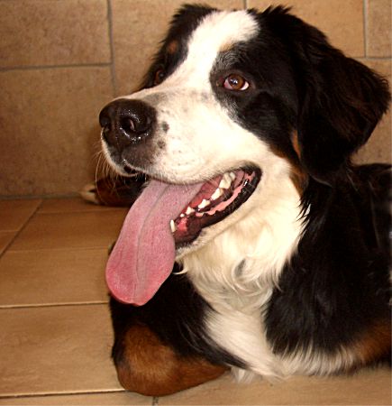 Foto: Berner Sennenhund Charly