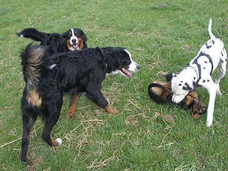 Foto: Ginja, Charly, Bracke Luna und Dalmatiner Figo toben auf der Wiese