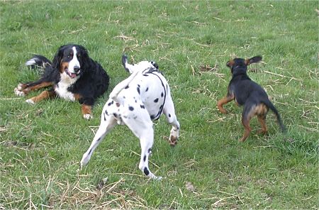 Foto: Auf der Wiese geht die Post ab