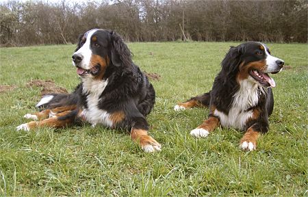 Foto: Berner Sennenhunde Domino und Ginja im Gras