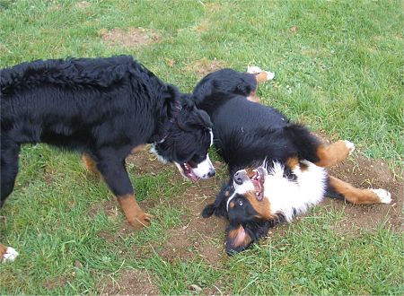 Foto: Berner Sennenhunde Ginja und Charly spielen auf der Wiese