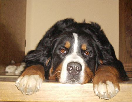 Foto: Berner Sennen H�ndin Ginja