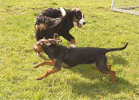 Foto: Berner Sennenhund Ben und Bracke Luna spielen