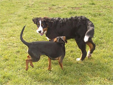 Foto: Berner Sennenhund Ben und Bracke Luna spielen