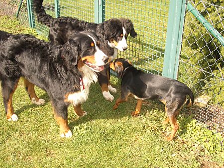 Foto: Ginja, Ben und Luna