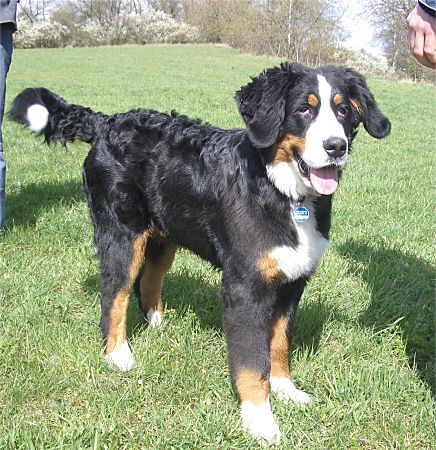 Foto: Berner Sennenhund Ben