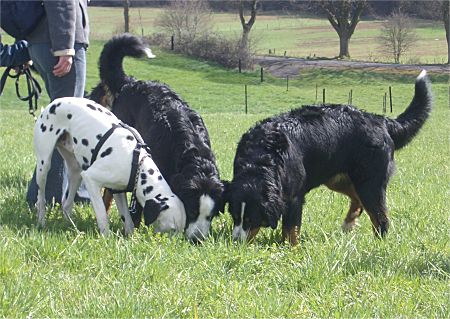 Foto: Dalmatiner Figo mit den Berner Sennenhunden Charly und Ginja