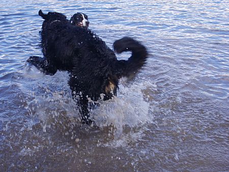 Foto: Berner Sennenhunde Charly und Ginja spielen im Wasser