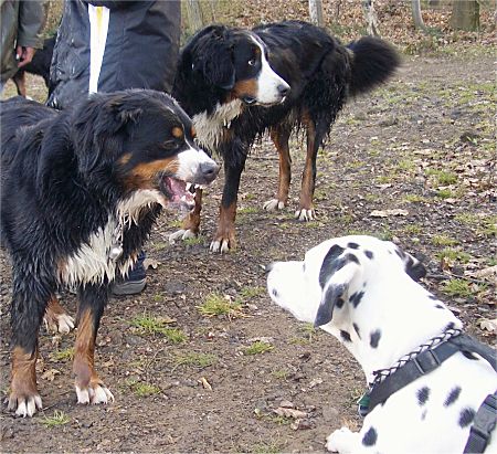 Foto: Berner Sennenh�ndin Frieda weist Dalmatiner Figo in die Schranken