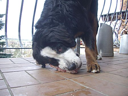 Foto: Berner Sennenhund Charly knabbert am Knochen