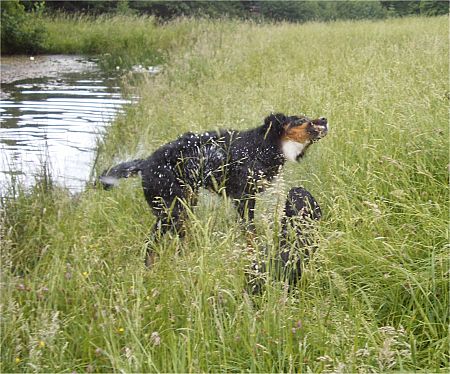 Foto: Ben sch�ttelt sich