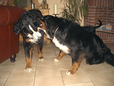 Foto: Domino und Ginja