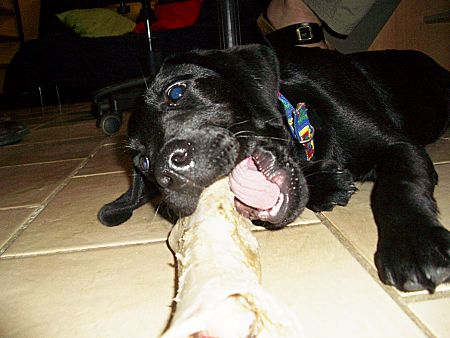 Foto: Anton mit Knochen