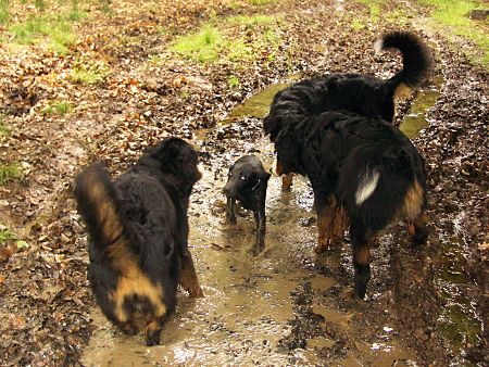 Foto: Hunde im Matsch