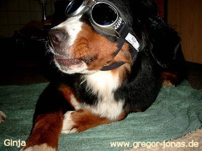 Foto: Berner Sennenh�ndin Ginja mit Schutzbrille
