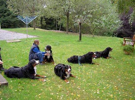 Foto: Berner Sennenhunde Treffen Oktober 2003
