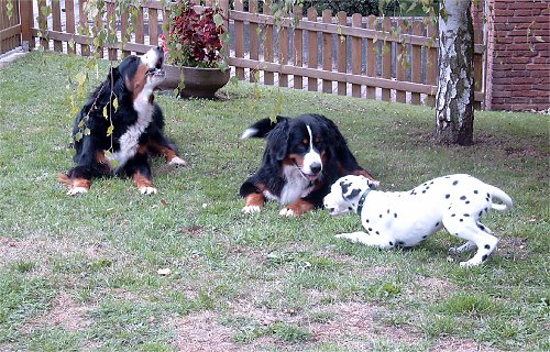 Foto: Besuch von Dalmatinerwelpe Figo bei Domino und Ginja