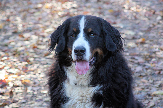Camillo vom Bernerwald