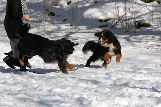Berner Sennenhund Duncan