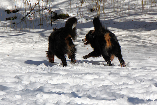 Berner Sennenhund Duncan vom Bernerwald