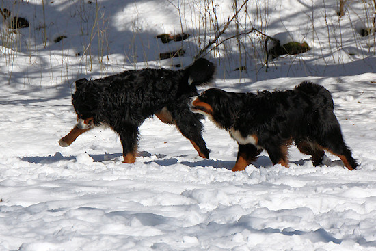 Berner Sennenhund Camillo vom Bernerwald