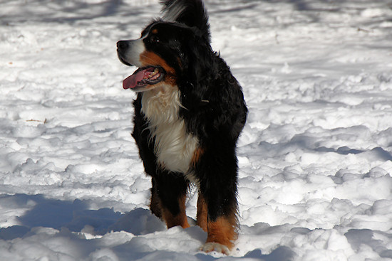 Berner Sennenhund Camillo vom Bernerwald