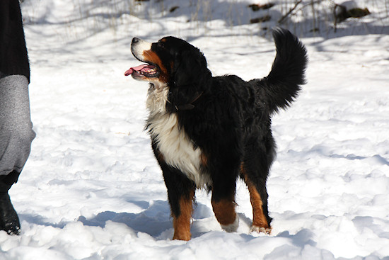 Berner Sennenhund Duncan vom Bernerwald
