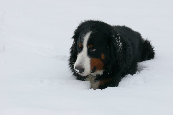 Steinbachtalsperre, Euskirchen-Kirchheim, Naherholungsgebiet, Eisspiegel