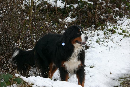 Steinbachtalsperre, Euskirchen-Kirchheim, Naherholungsgebiet, Eisspiegel