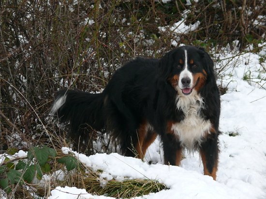 Steinbachtalsperre, Euskirchen-Kirchheim, Naherholungsgebiet, Eisspiegel