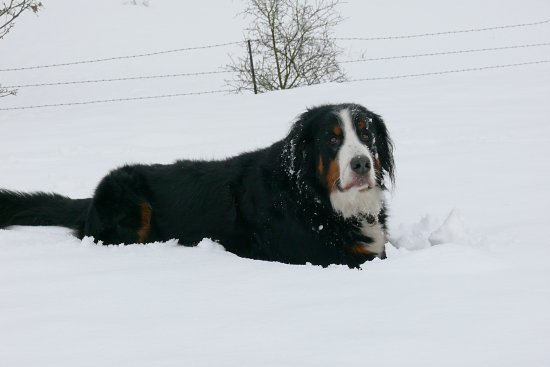Steinbachtalsperre, Euskirchen-Kirchheim, Naherholungsgebiet, Eisspiegel