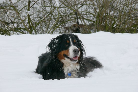 Steinbachtalsperre, Euskirchen-Kirchheim, Naherholungsgebiet, Eisspiegel
