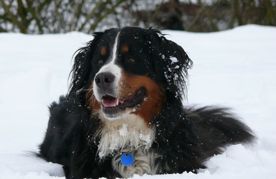 Steinbachtalsperre, Euskirchen-Kirchheim, Naherholungsgebiet, Eisscholle