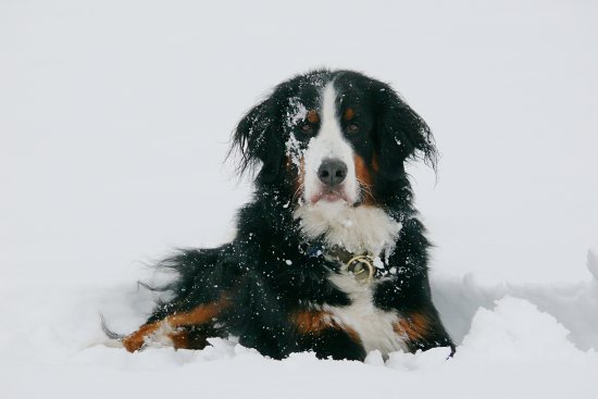 Eisschollen auf der Steinbachtalsperre, Euskirchen-Kirchheim, Naherholungsgebiet
