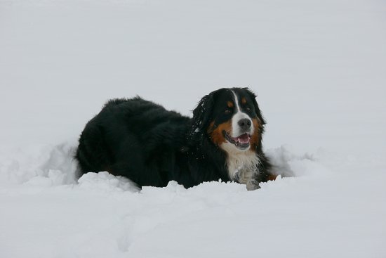 Eisschollen auf der Steinbachtalsperre, Euskirchen-Kirchheim, Naherholungsgebiet