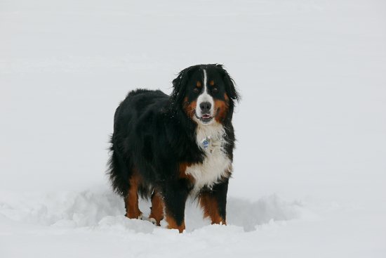 Eisschollen auf der Steinbachtalsperre, Euskirchen-Kirchheim, Naherholungsgebiet