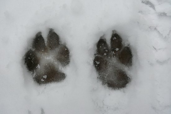 Eisschollen auf der Steinbachtalsperre, Euskirchen-Kirchheim, Naherholungsgebiet