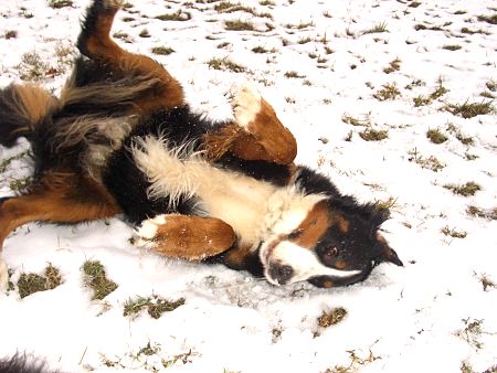 Domino w�lzt sich im Schnee