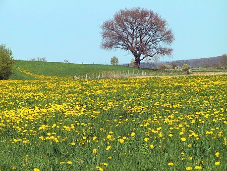 Berner Sennenhund Domino mit Frauchen auf dem Sofa