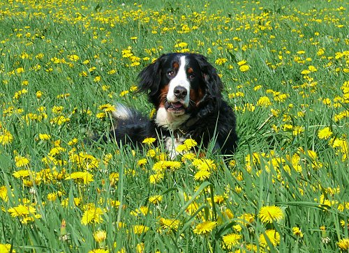 Berner Sennenhund Domino