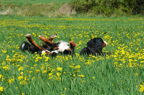 W�lzen im frischen Gr�n (und Gelb) So l�sst es sich leben