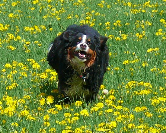 Dominos Schwester Ginja