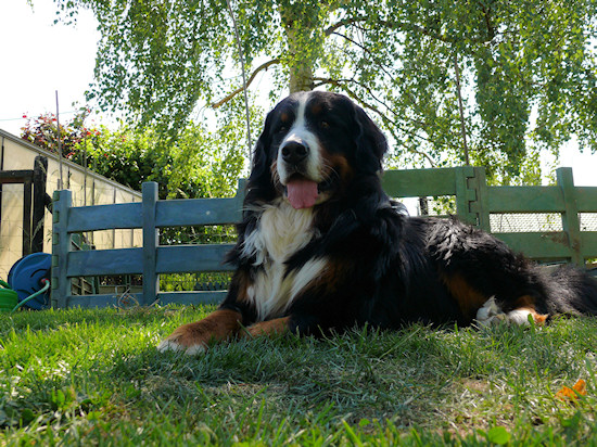 Berner Sennenhund Duncan vom Bernerwald
