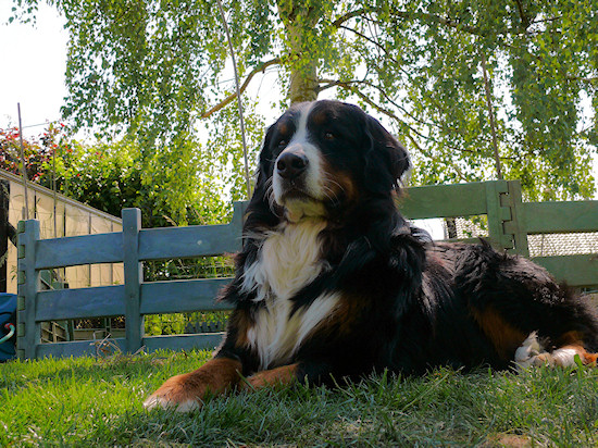 Berner Sennenhund Camillo vom Bernerwald
