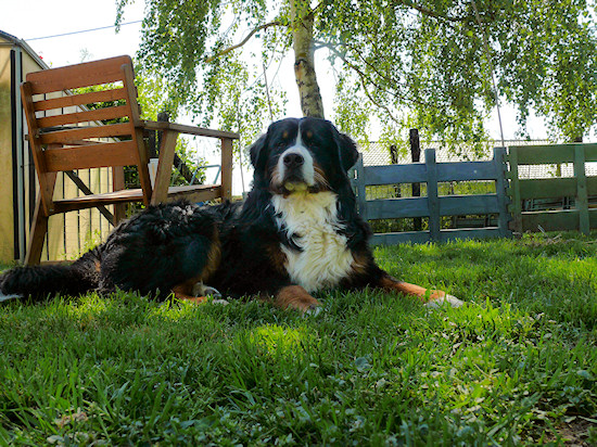 Berner Sennenhund Camillo vom Bernerwald