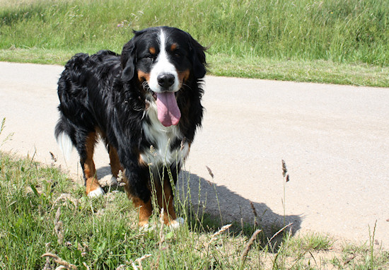 Berner Sennenhund Ginja Quo Vadis