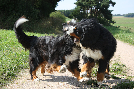 Berner Sennenhund Camillo vom Bernerwald