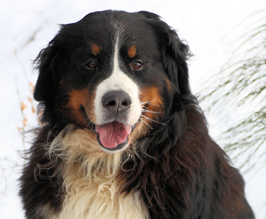 Unser Duncan vom Bernerwald