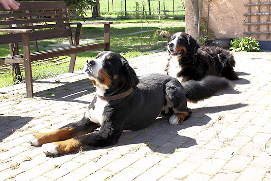 Berner Sennenhund Duncan vom Bernerwald