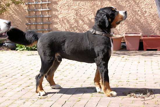 Berner Sennenhund Camillo vom Bernerwald